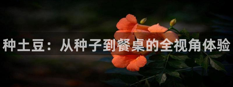 谈球吧体育：种土豆：从种子到餐桌的全视角体验