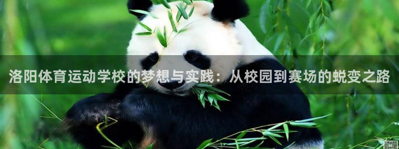 谈球吧体育：洛阳体育运动学校的梦想与实践：从校园到赛场的蜕变之路